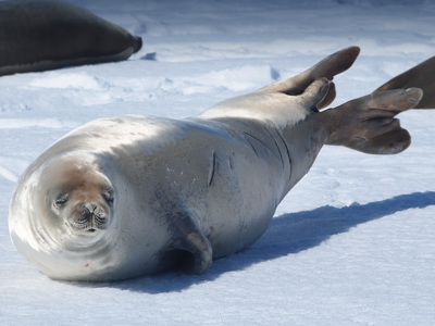 Weddellzeehond ligt op het ijs in Antarctica tijdens de route Antarctica, vliegen en varen.