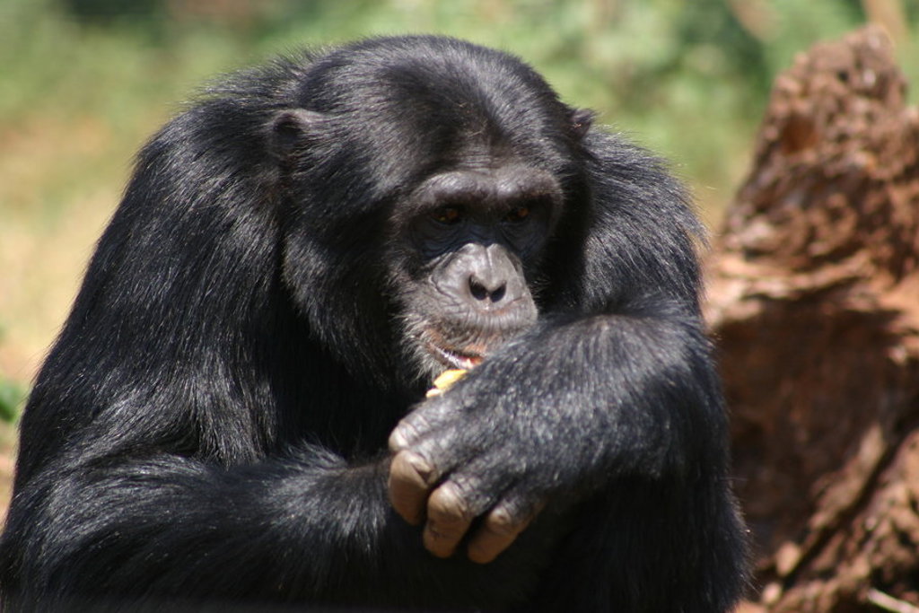 Zwart-witte chimpansee in Oeganda, gezien tijdens een groepsrondreis.