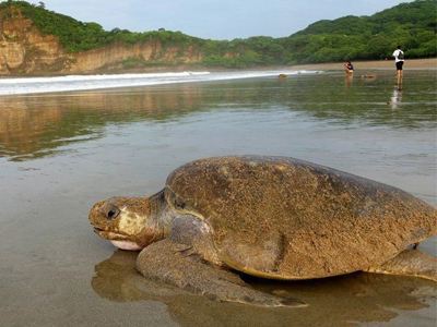 Zeeschildpad op het strand aan de kust van Costa Rica tijdens de route Costa Rica en Nicaragua.