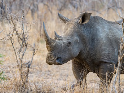 Neushoorn in de savanne tijdens rondreis Kenia, Tanzania en Zanzibar.
