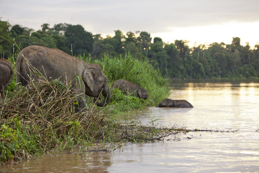 Olifanten langs de rivier in het regenwoud van Maleisisch Borneo.