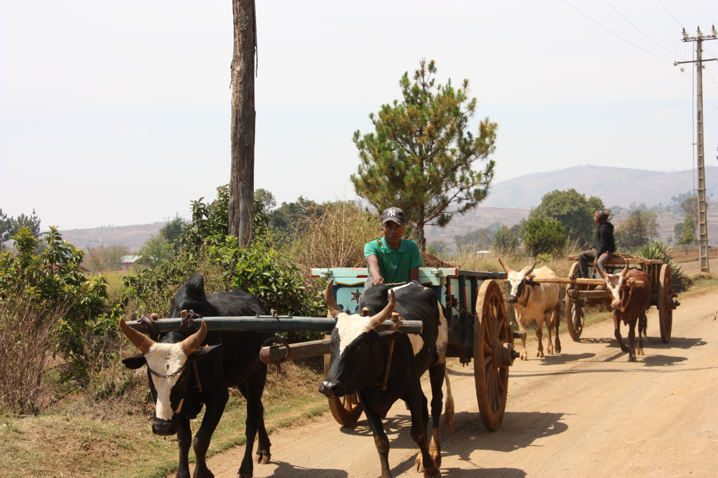 Ossenkarren op een zandweg in het landelijke Madagascar tijdens een groepsrondreis.