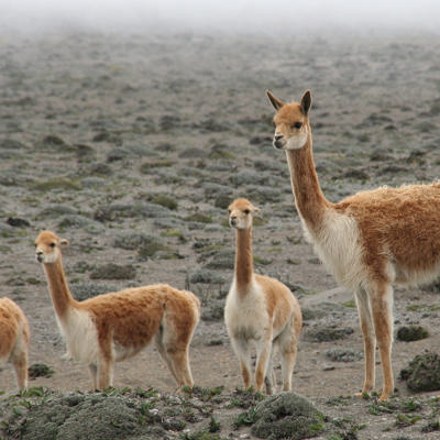 Vicuña’s op de hoogvlakte in Ecuador tijdens familiereis Ecuador en Galapagos.