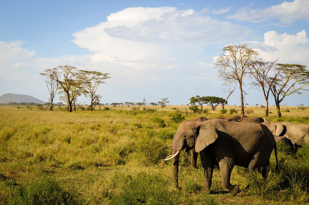 Olifanten op de savanne tijdens de 22-35ers reis Kenia & Tanzania.