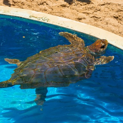 Zeeschildpad in een bassin bij het Tamar Project, Puur Sawadee.