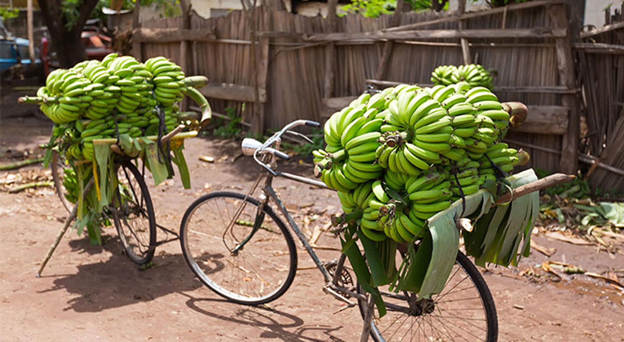 Fiets beladen met grote trossen groene bananen op een markt in Tanzania.