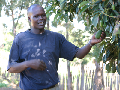 Man plukt een avocado van de boom tijdens de route Kenia, Tanzania en Zanzibar.