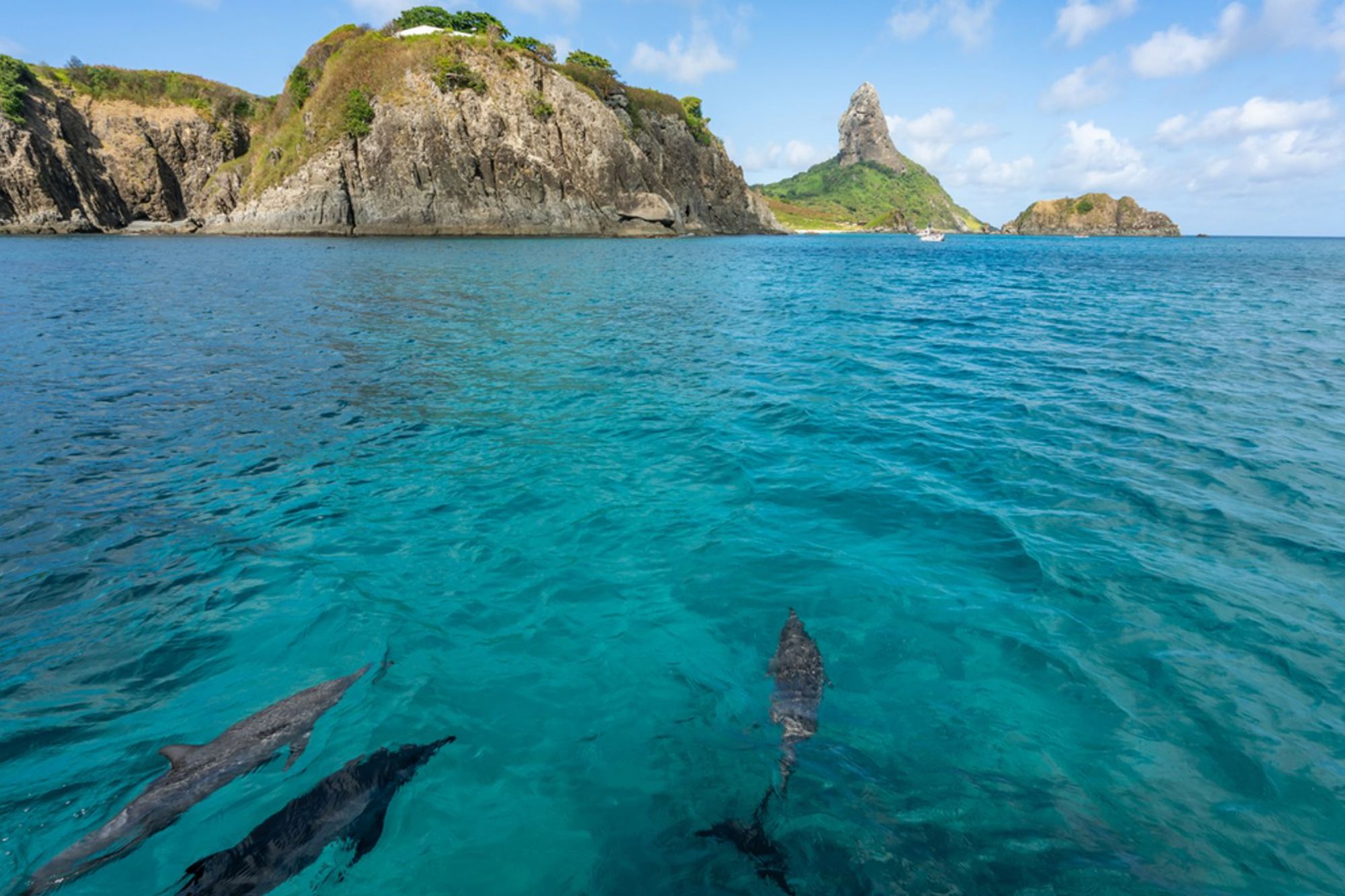 Dolfijnen zwemmen in helderblauw water bij rotsachtige kust van Fernando de Noronha, Brazilië.