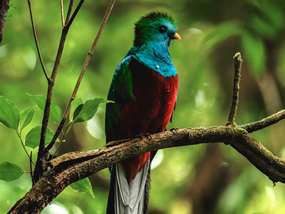 Quetzalvogel op een tak in het regenwoud langs de Route Trans Midden Amerika.