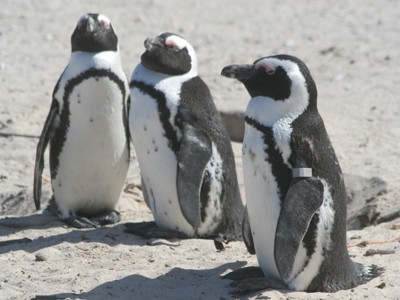 Drie Afrikaanse pinguïns op het strand langs de Tuinroute in Zuid-Afrika.