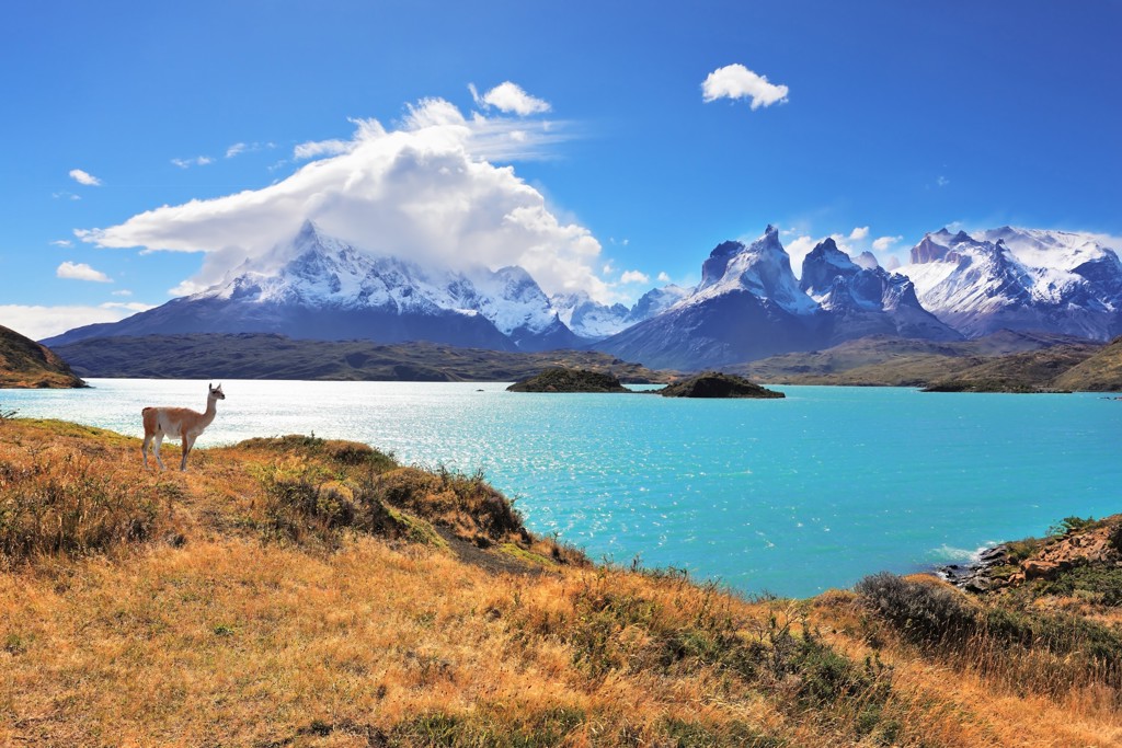 Guanaco bij turkooizen meer met besneeuwde bergen in Patagonië, Argentinië.