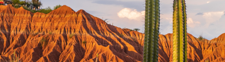 Cactussen in de Tatacao woestijn met roodkleurige rotsformaties bij zonsondergang, Colombia.