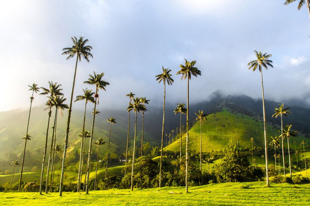 Waxpalmen in de Cocora-vallei met groene heuvels en mistige bergen, Colombia.
