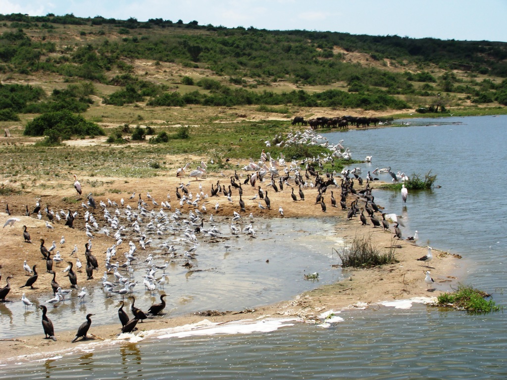 Vogels verzamelen langs de oever van een meer in Oeganda tijdens de groepsrondreis Oeganda Natuur Plus Pop-Up.