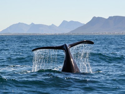 Walvisstaart boven zee bij de Zuid-Afrikaanse kust, met bergen op de achtergrond.