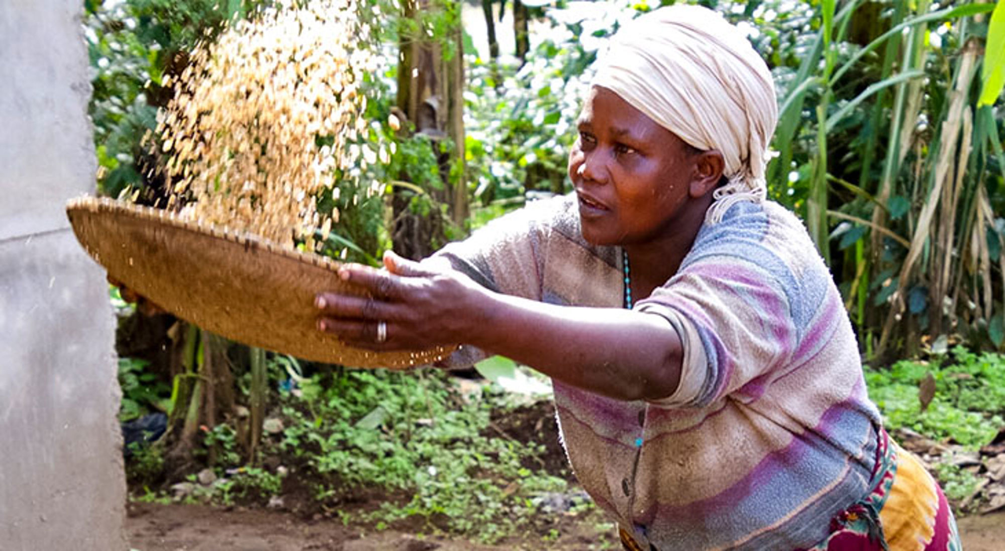 Tanzaniaanse vrouw zeeft graan met een mand in een groene omgeving.