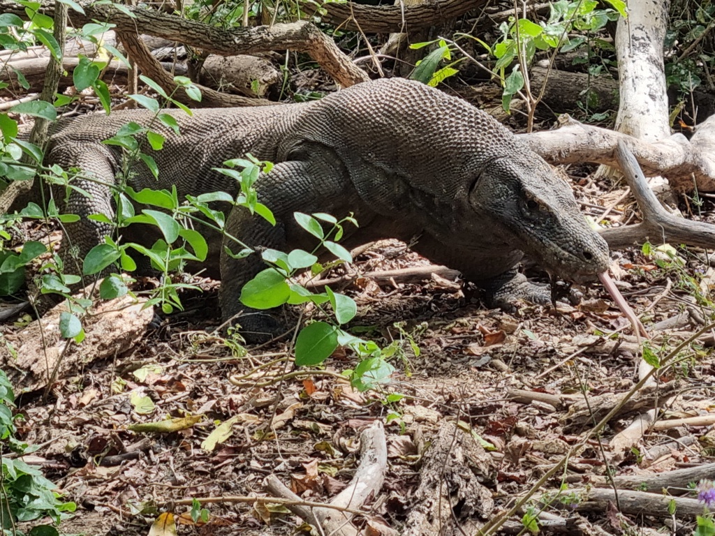 Komodovaraan in het bos op Komodo, Indonesië, tijdens de Familiereis Kleine Sunda Eilanden.