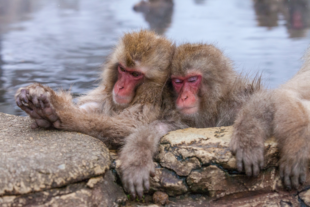 Twee Japanse sneeuwapen rusten in een warmwaterbron bij Jigokudani Monkey Park, Japan.