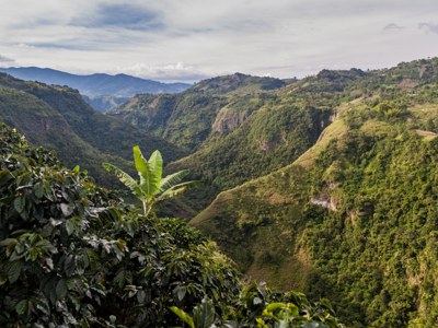 Groene bergen en diepe vallei in Colombia, met bananenblad op de voorgrond.