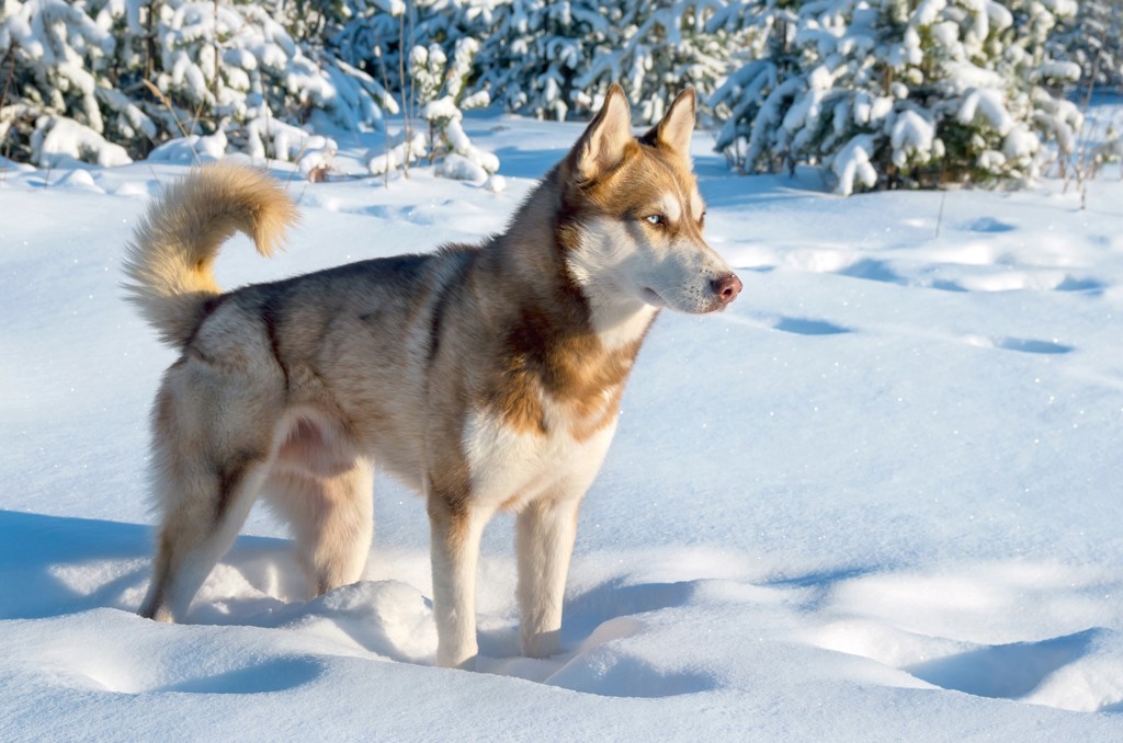 Sledehond in de sneeuw bij Kylmäluoma tijdens een winterreis door Lapland, Finland.