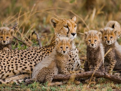 Jachtluipaard met vier welpen in de savanne tijdens de Route Oost-Afrika familiereis.