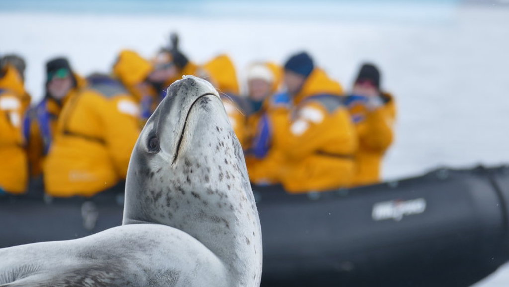 Zeehond in Antarctica met op de achtergrond reizigers in een zodiac tijdens een groepsrondreis.