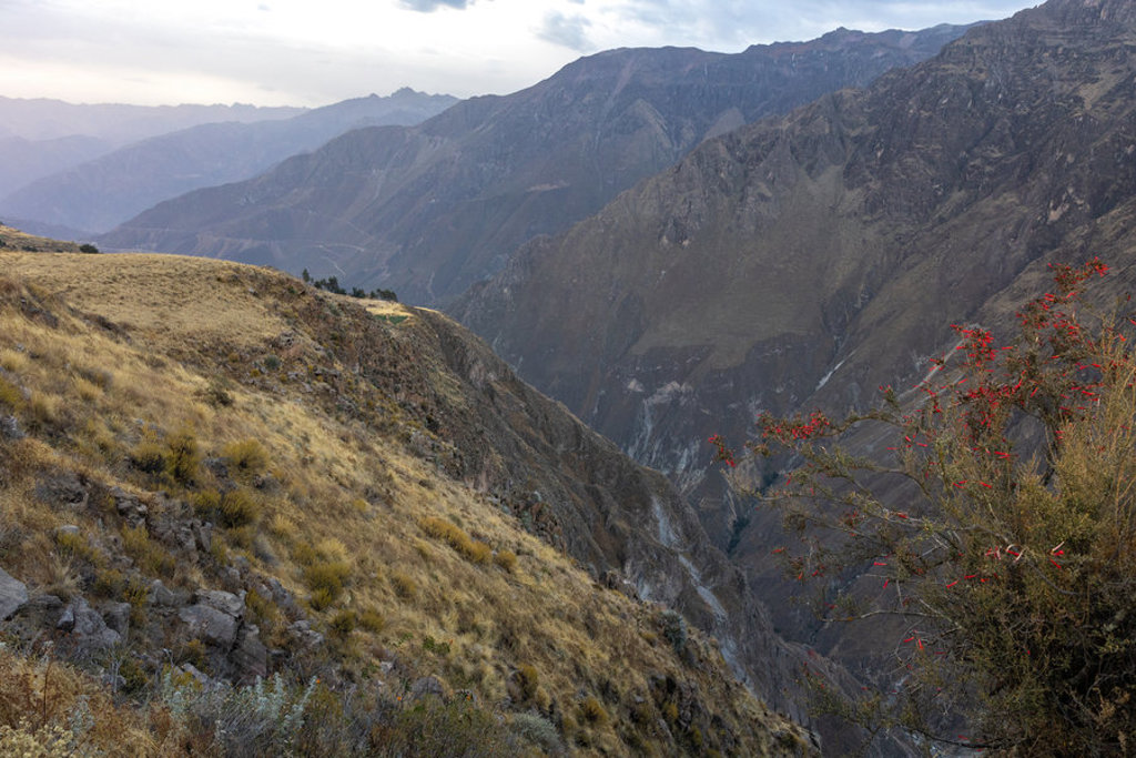 Uitzicht over de Colca Canyon in Peru met steile berghellingen en een diepe kloof.