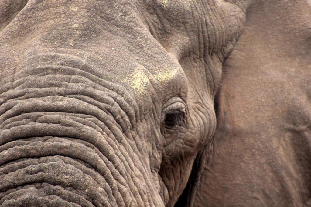 Close-up van een olifant tijdens een groepsrondreis Zuid-Afrika (Premium).