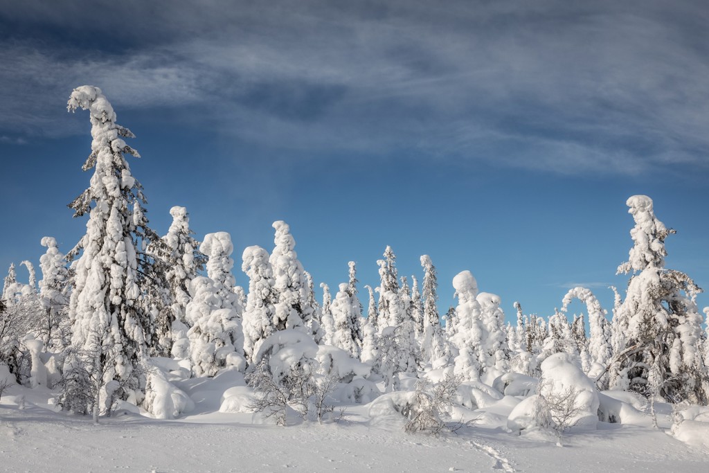 Sneeuwbedekt winterlandschap met besneeuwde dennenbomen in Zweeds en Noors Lapland.