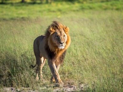 Leeuw loopt door het hoge gras tijdens safari in Kenia en Tanzania.