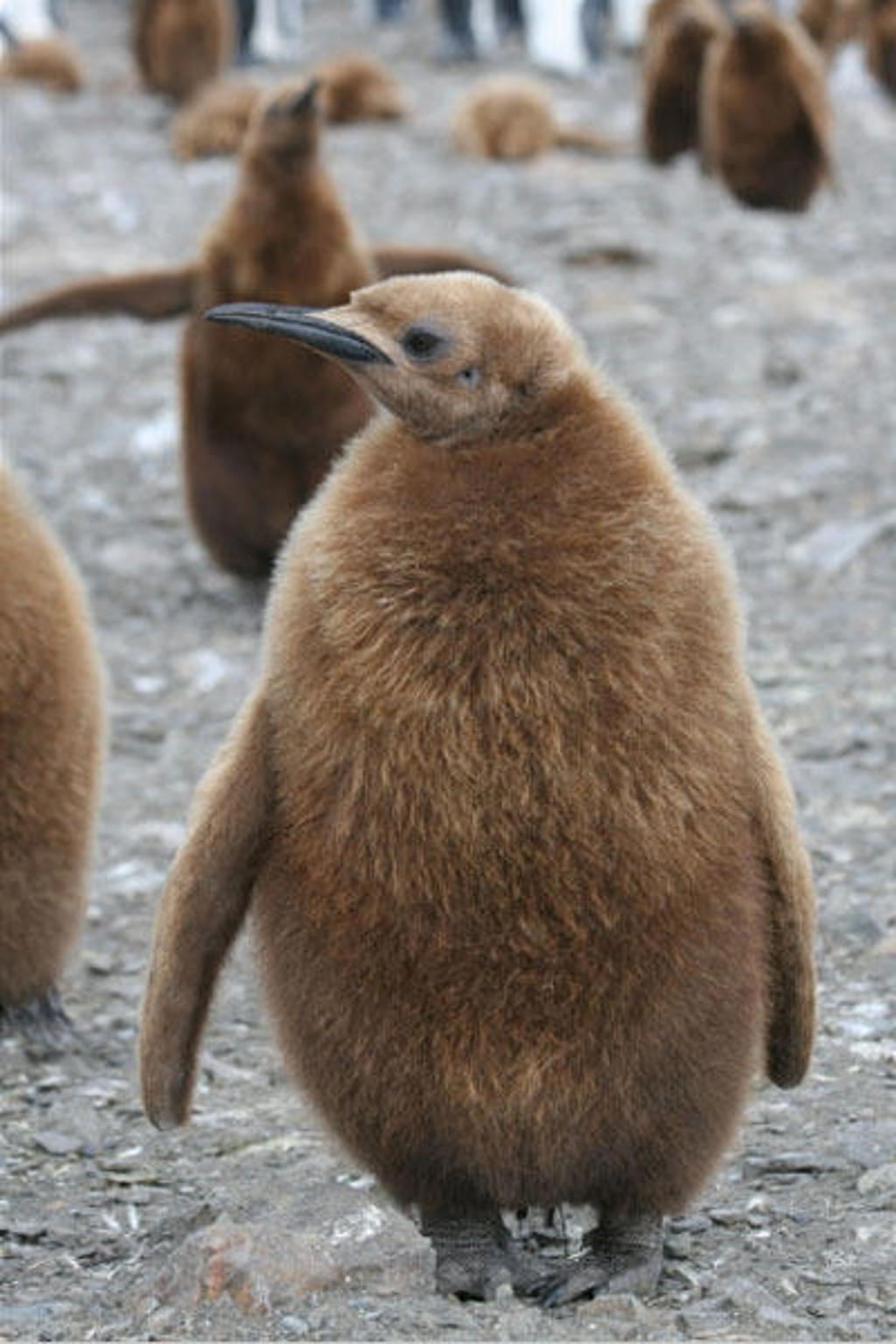 Jonge pinguïn op South Georgia tijdens pinguïnsafari op groepsrondreis Antarctica en South Georgia.