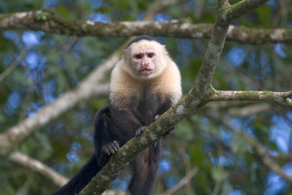 Witgezichtkapucijnaap in het regenwoud van Costa Rica tijdens een groepsrondreis.