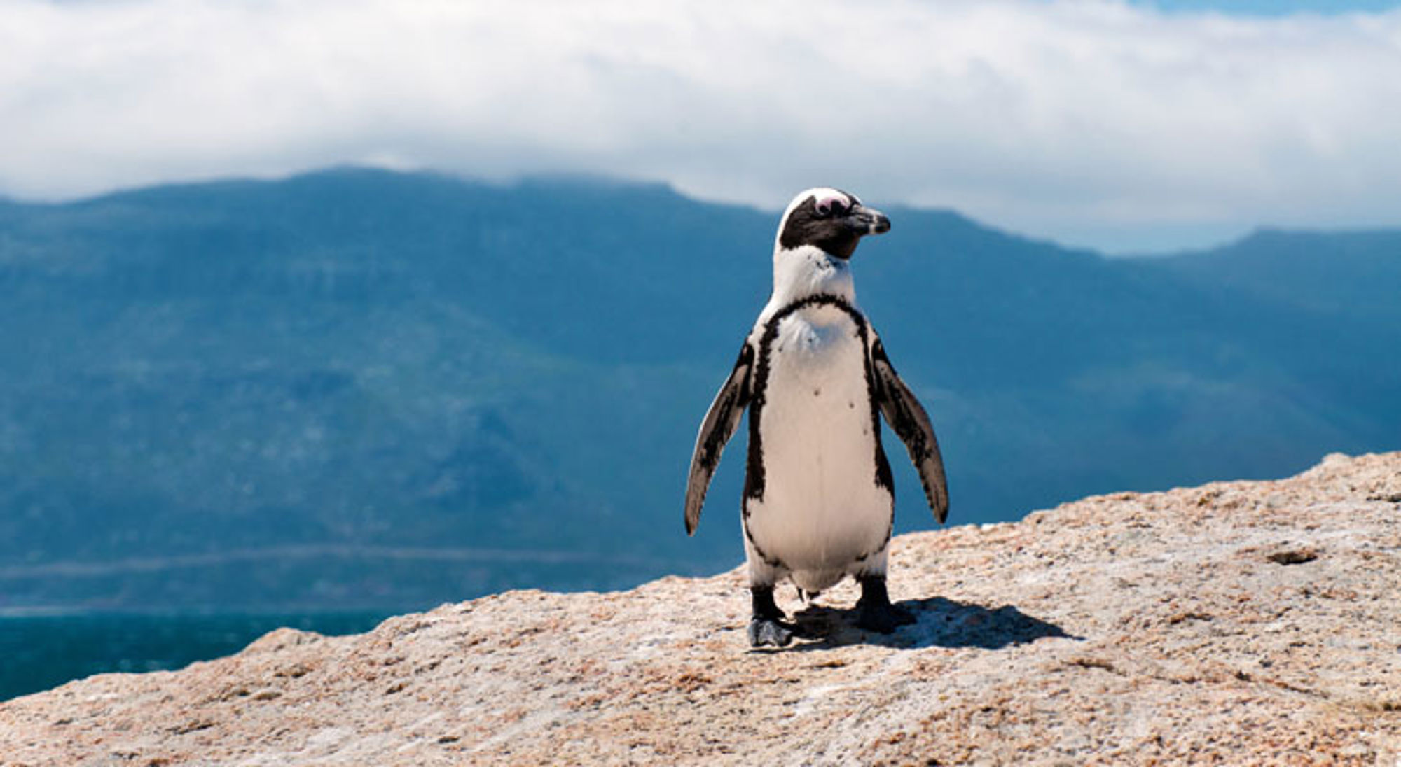 Afrikaanse pinguïn op een rots aan de kust in Zuid-Afrika, met bergen op de achtergrond.