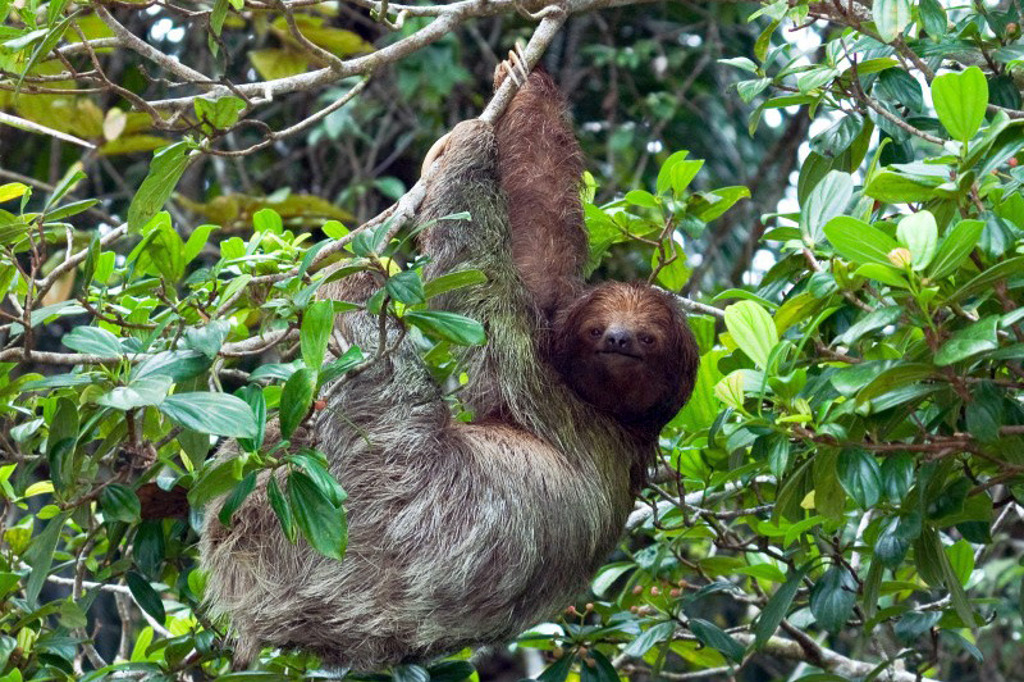 Luiaard in de boomtoppen van het regenwoud in Costa Rica tijdens een familiereis.