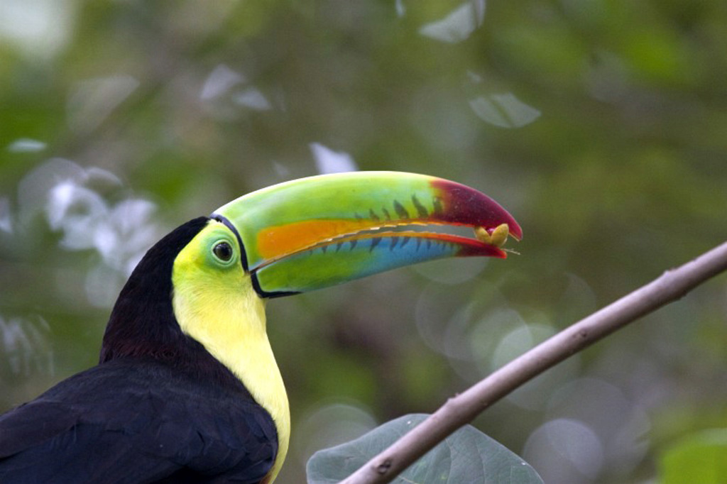 Toekan met kleurrijke snavel in het regenwoud van Costa Rica tijdens een familiereis.