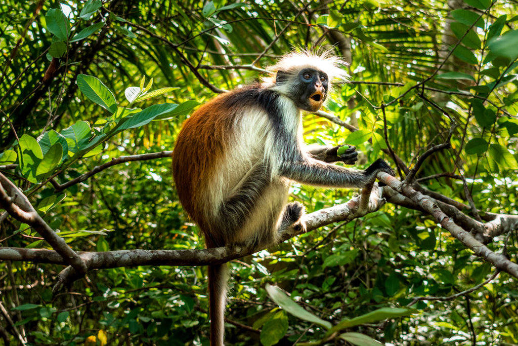 Rode franjeaap in de bomen op Zanzibar tijdens groepsrondreis Kenia, Tanzania en Zanzibar.