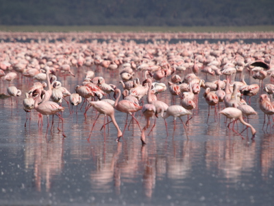 Flamingo’s in ondiep meerwater tijdens de route Kenia en Tanzania.