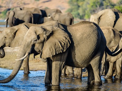 Kudde olifanten drinkt bij een waterpoel tijdens de route Kaapstad - Victoria Falls.