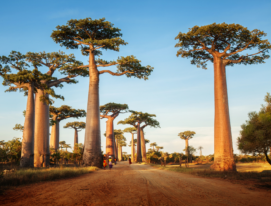 Baobabbomen langs de Avenue des Baobabs in Madagascar bij zonsondergang.