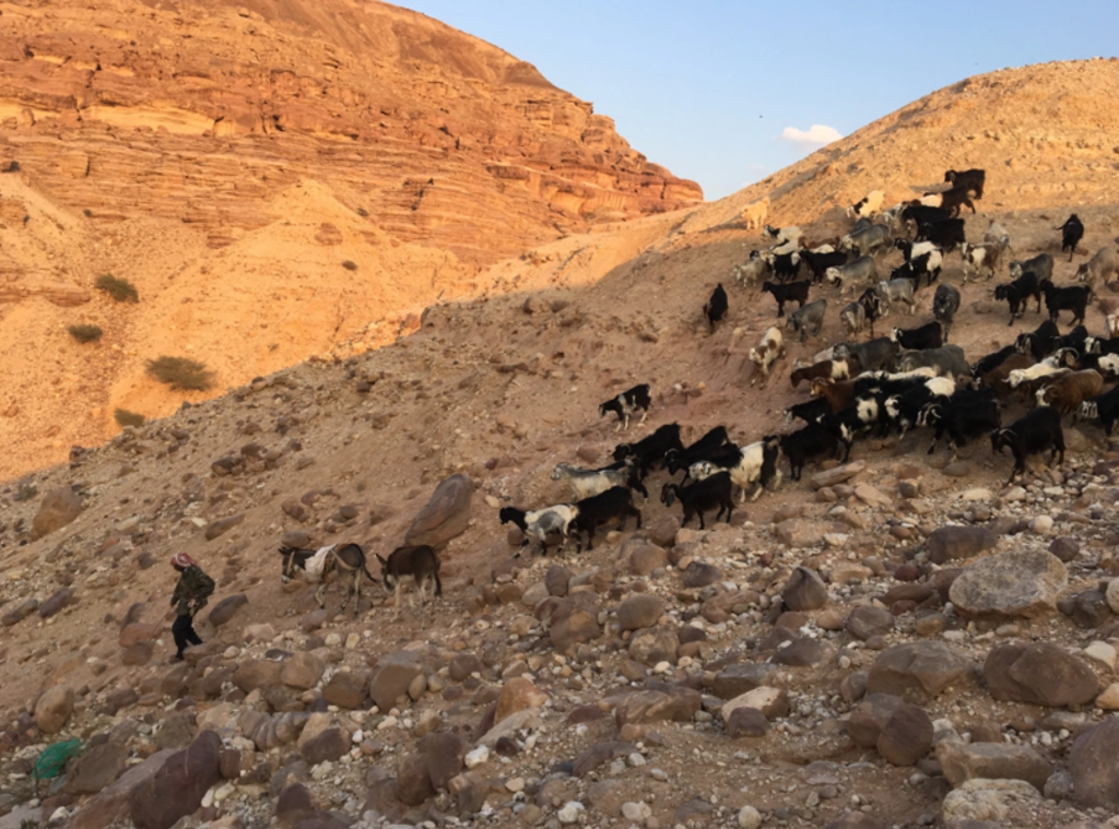 Geitenkudde op een rotsachtige heuvel in de Jordaanse woestijn tijdens een 22-35ers groepsrondreis Jordanië.