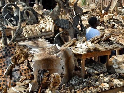 Markt met voodoo-rituele objecten, dierenhuiden en schedels tijdens de Voodoo reis  in Ghana, Togo en Benin.