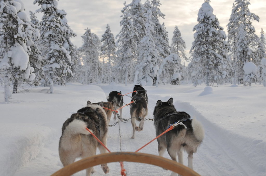 Hondensledetocht door besneeuwd bos in Lapland tijdens familiereis in de winter.