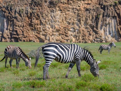 Zebra’s grazen op de savanne tijdens de route Kenia en Tanzania, met rotswand op de achtergrond.