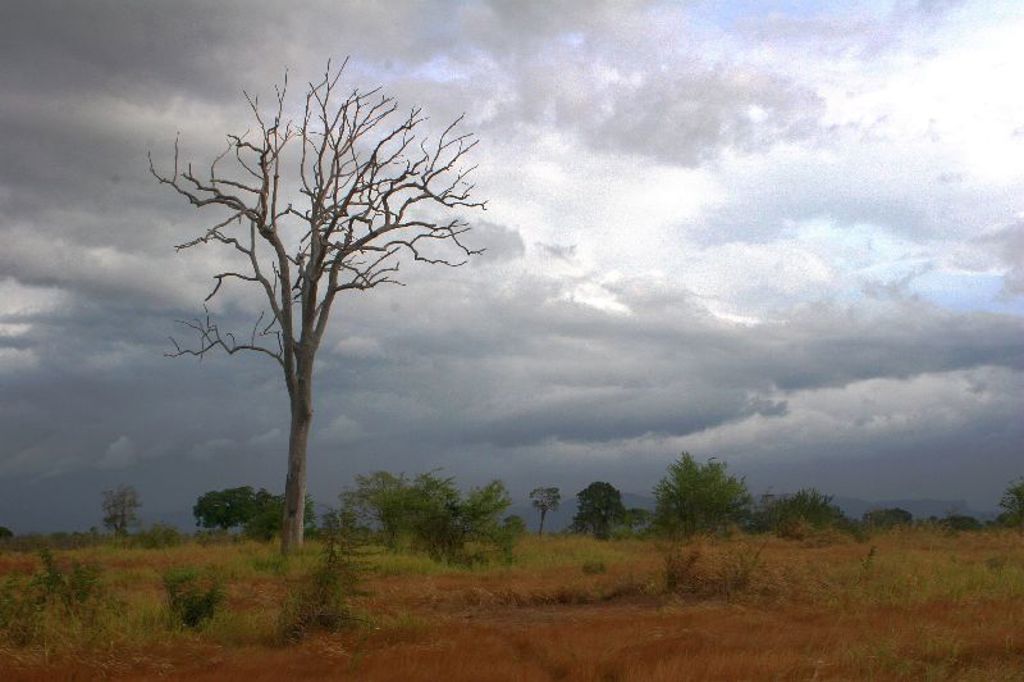 Eenzame boom in het grasland van Sri Lanka onder een dreigende, bewolkte lucht.