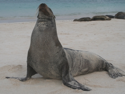 Zeeleeuw rust op het strand van de Galapagos-eilanden, met de oceaan op de achtergrond.