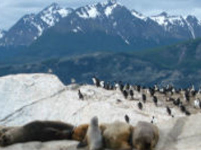 Zeeleeuwen en pinguïns op een rotsige kust met besneeuwde bergen op de achtergrond.