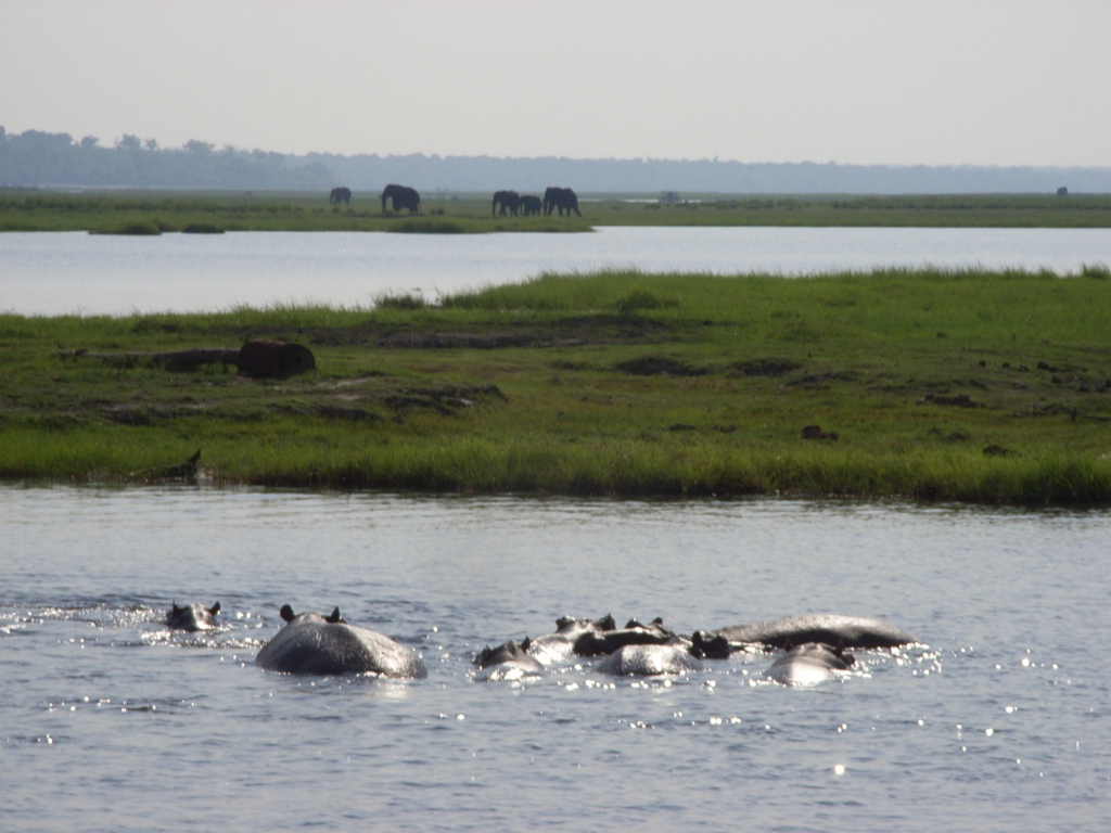 Nijlpaarden in het water met olifanten op de oever tijdens familiereis Namibië, Botswana en Zimbabwe.