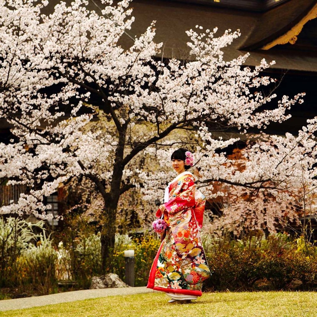 Vrouw in kleurrijke kimono onder bloeiende kersenbloesem tijdens groepsrondreis Japan hoogtepunten.