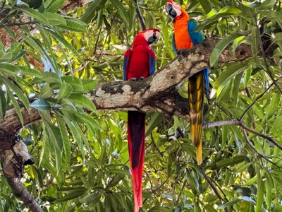 Twee kleurrijke ara’s in een boom in Costa Rica, langs de route Costa Rica.