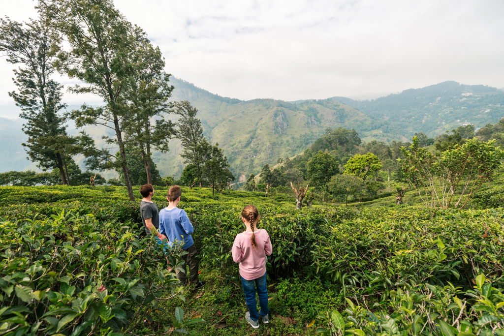 Gezin wandelt door theeplantage in de bergen van Sri Lanka tijdens familiereis.